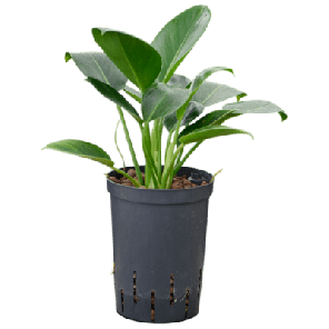 Green Congo.png