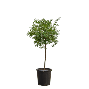 Green Finger Lime.png