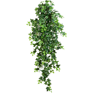 Green Ivy PNG.png