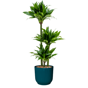 Green Jewel in vibes blauw (1).png