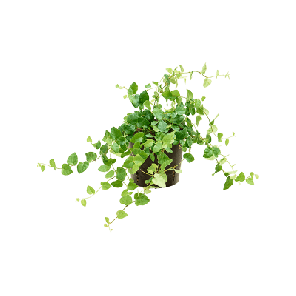 green sunny.png