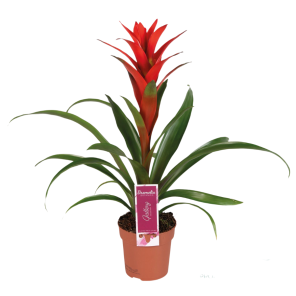 Guzmania Ostara.png