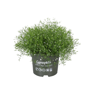 gypsophila-alba.png