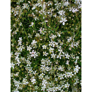 Gypsophila-repens-alba.png