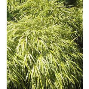 hakonechloa-macra-aureola-sfeer_bd8ad4.jpg