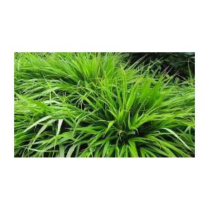 hakonechloa-macra-sfeer_be7bab.jpg