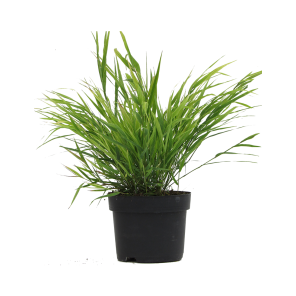 Hakonechloa-macra.png