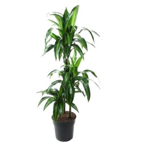 hawaiian 3-stam m.jpg