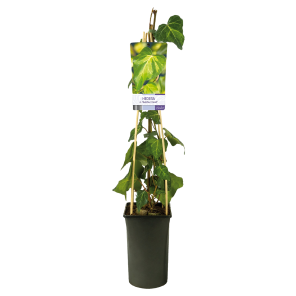 Hedera-colchica-Sulphur-Heart.png