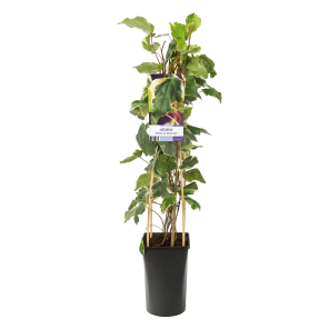 hedera-gloire-de-marengo.png