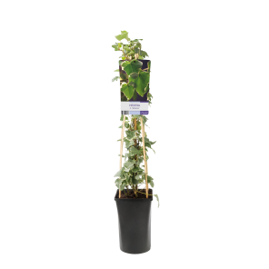 hedera-helix-glacier.png