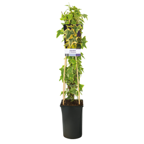 Hedera-helix-Goldchild.png
