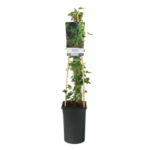 hedera-helix-ivalace.png