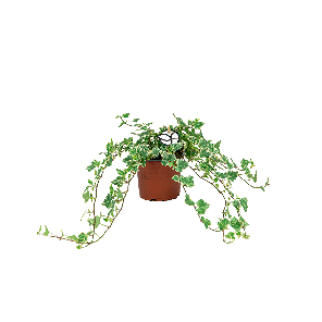 Hedera Helix 'White Ripple' 1(2).png