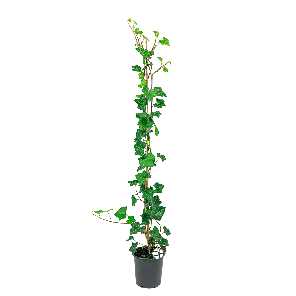Hedera Hibernica S 2(2).png
