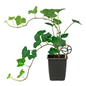 hedera hibernica xs 1(2)_1.jpg