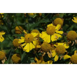 Helenium 'Kanaria'.jpg