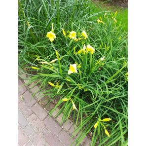 Hemerocallis Bonanza.jpg