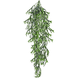 hertshoornvaren bush.png