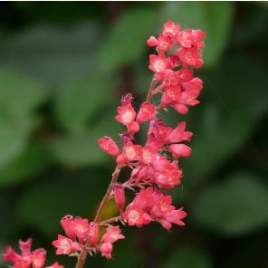 heuchera-brizoides-pluie-de-feu-sfeer_bd9363.jpg