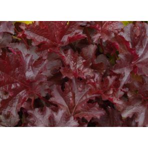 heuchera-chocolate-ruffles-sfeer_db50a3.jpg