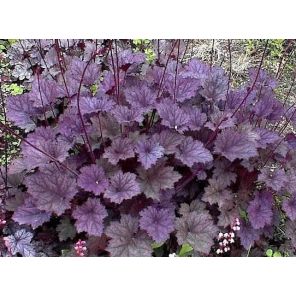 heuchera-frosted-violet-sfeer_558276.jpg