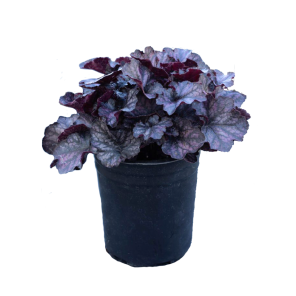 heuchera-velvet-night.png