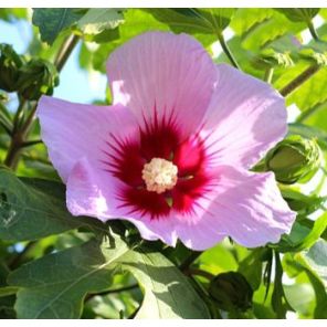 hibiscus-resi-sfeer_734b14.jpg