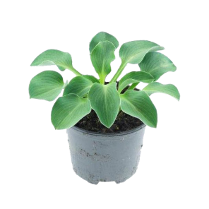 hosta-blue-cadet.png