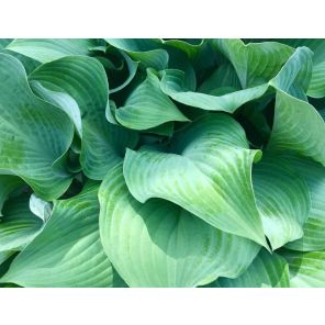 hosta-elegans-sfeer_1f4af4.jpg