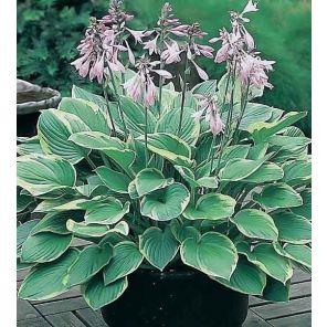 hosta-fortunei-aureomarginata-sfeer_09afeb.jpg