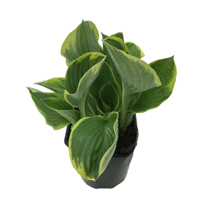 hosta-fortunei-aureomarginata.png