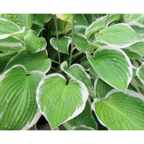 hosta-francee.png