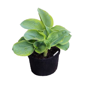 hosta-sieboldiana-frances-williams.png