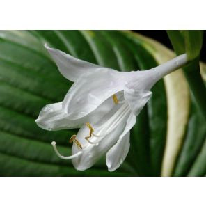 hosta-sieboldii-snowflakes-sfeer_3ddcf7.jpg