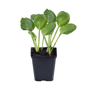 hosta-sieboldii-snowflakes.png