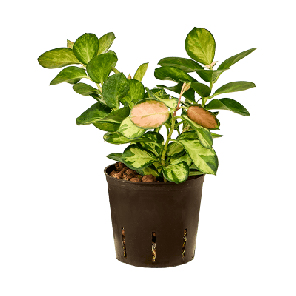 hoya australis lisa.png