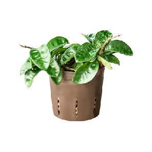 hoya carnosa .png