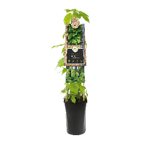 Humulus Lupulus 'Nordbrau' Hop1-2.png