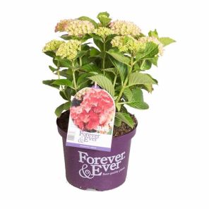 hydrangea-macrophylla-forever-red_eef97d.jpg