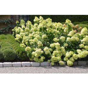 hydrangea-paniculata-little-lime-sfeer_7d31c2.jpg