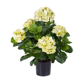 hydrangea-pot-wit-kunstplant_e624c5.png