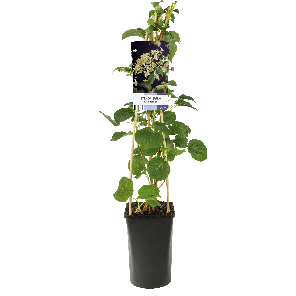 Hydrangea anomala petiolaris1-2.png