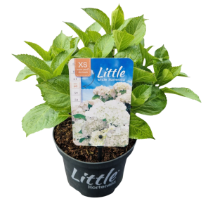 Hydrangea Little White.png