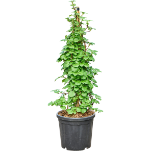 Hydrangea petiolaris m.png
