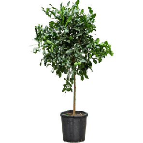 hystrix ‘Papeda.png