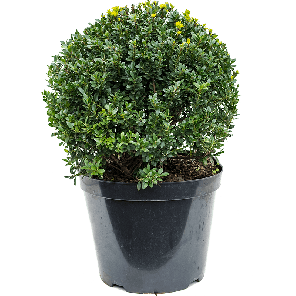 ilex-crenata-40.png