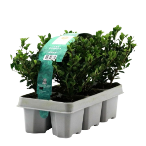 Ilex crenata 6-tray.png