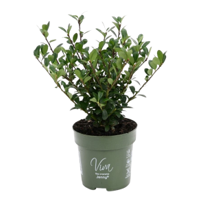 Ilex crenata .png