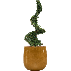 Ilex Crenata in Ceramic Balloon geel.png